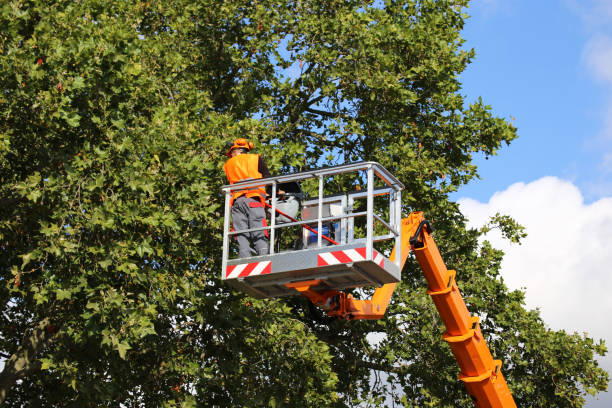 Reliable Bessemer, AL Tree Care  Solutions